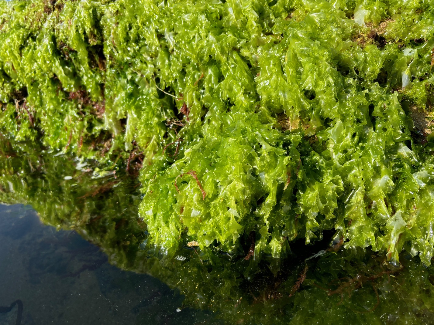 macroalgas